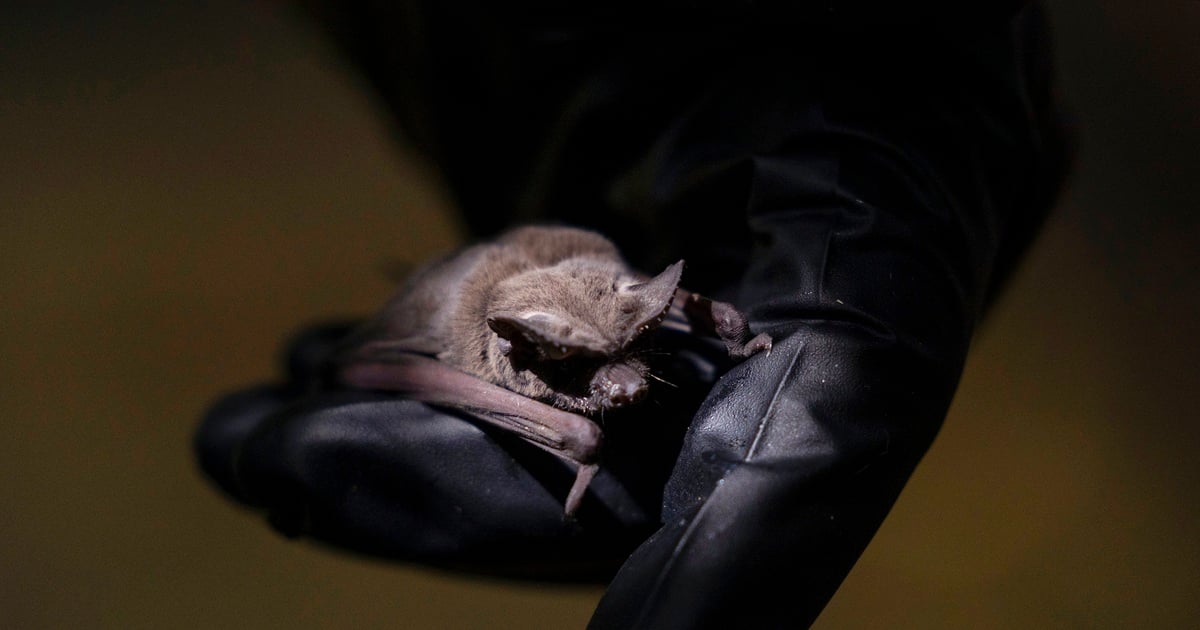 White-nose syndrome, wind turbines, extreme weather ravage Texas bats